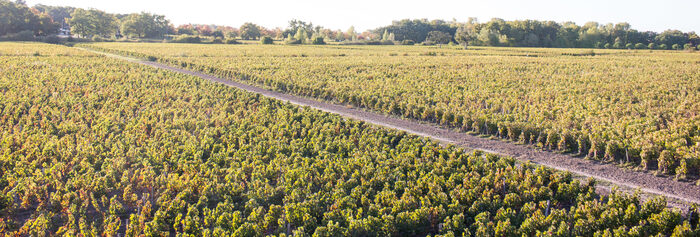 Vue_aerienne_des_vignes_Chateau_2.jpg